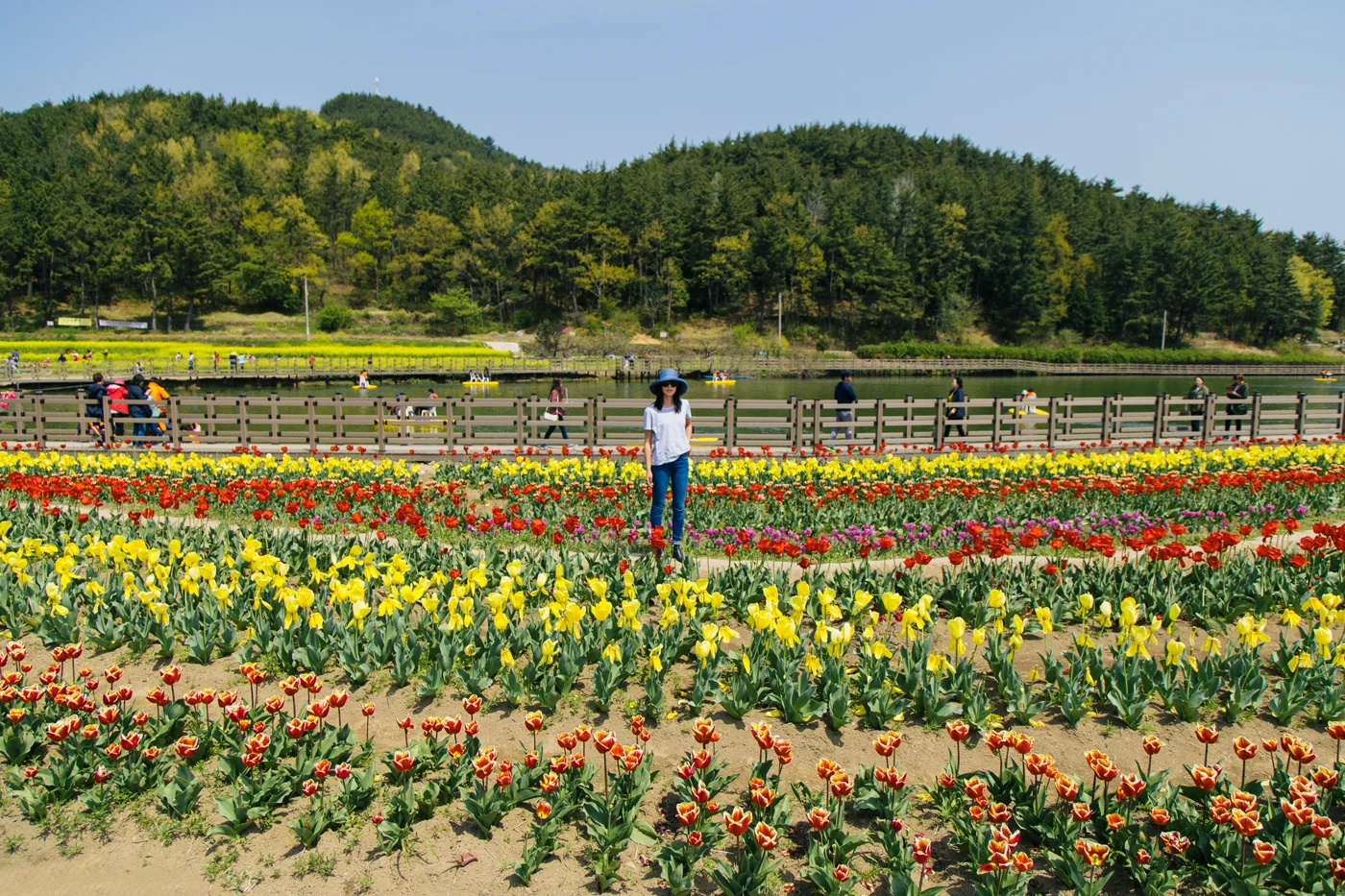 NamhaeTulips02.jpg