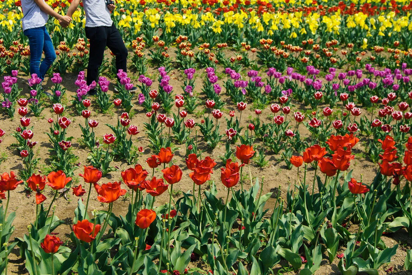 Namhae (남해) Road Trip Series: Field of Tulips, South Korea.