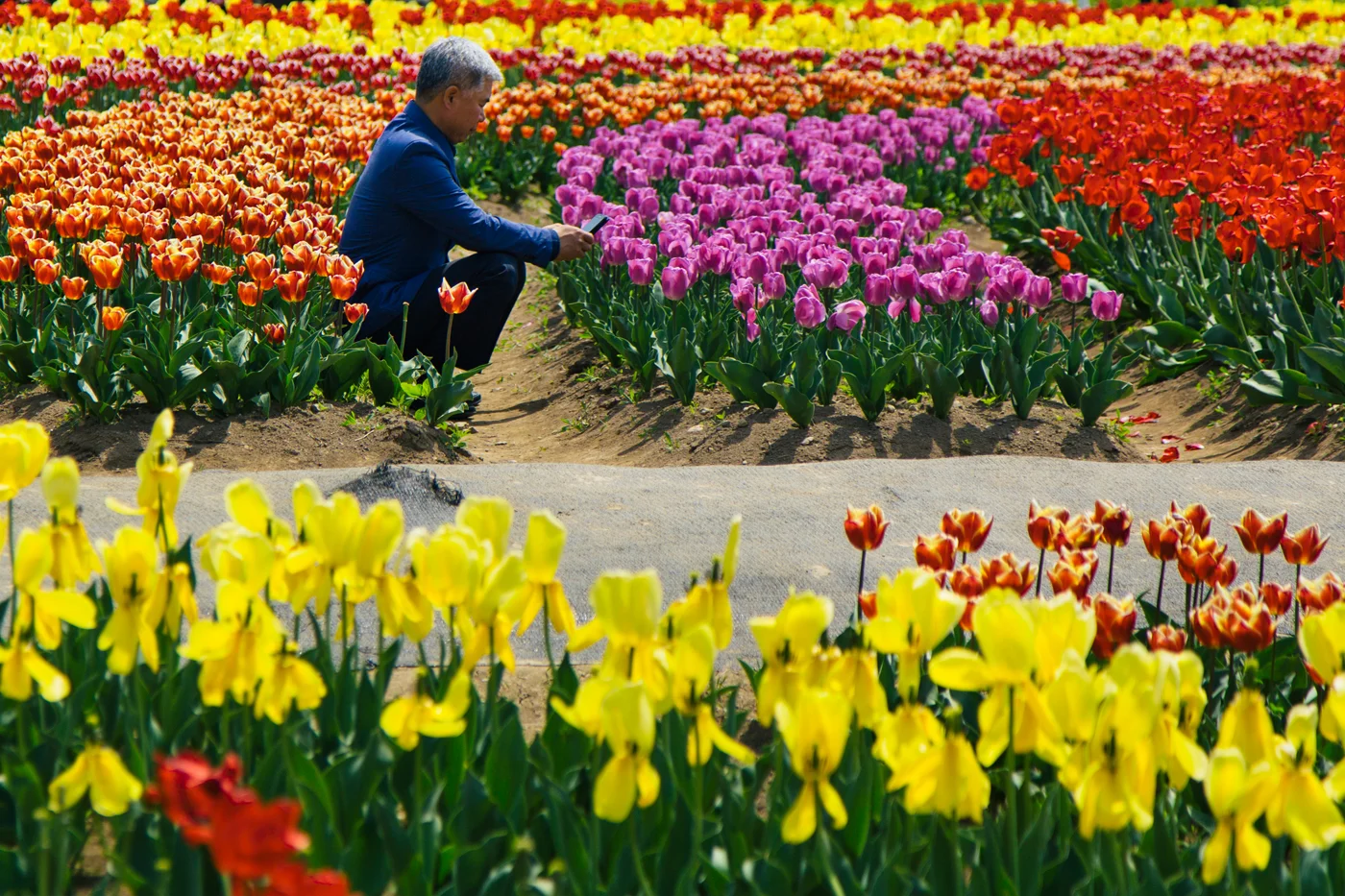 Namhae (남해) Road Trip Series: Field of Tulips, South Korea.