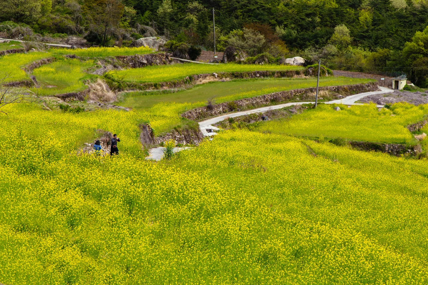 Namhae (남해) Road Trip Series: Canola Field (유채꽃) at Dumo Village (두모마을), South Korea.