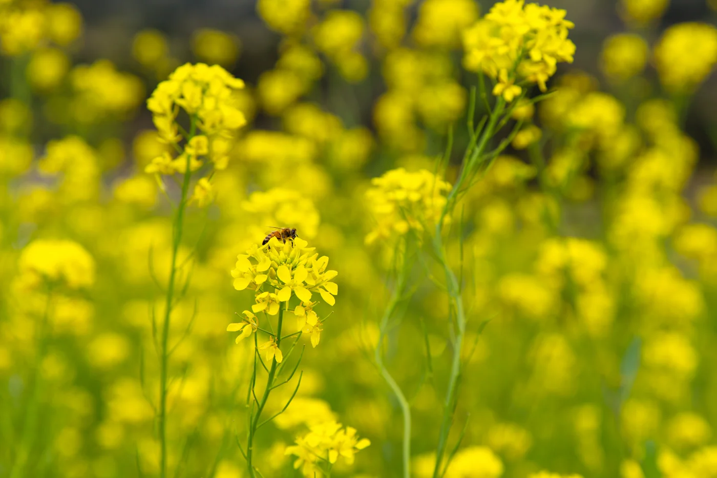 Namhae (남해) Road Trip Series: Canola Field (유채꽃) at Dumo Village (두모마을), South Korea.