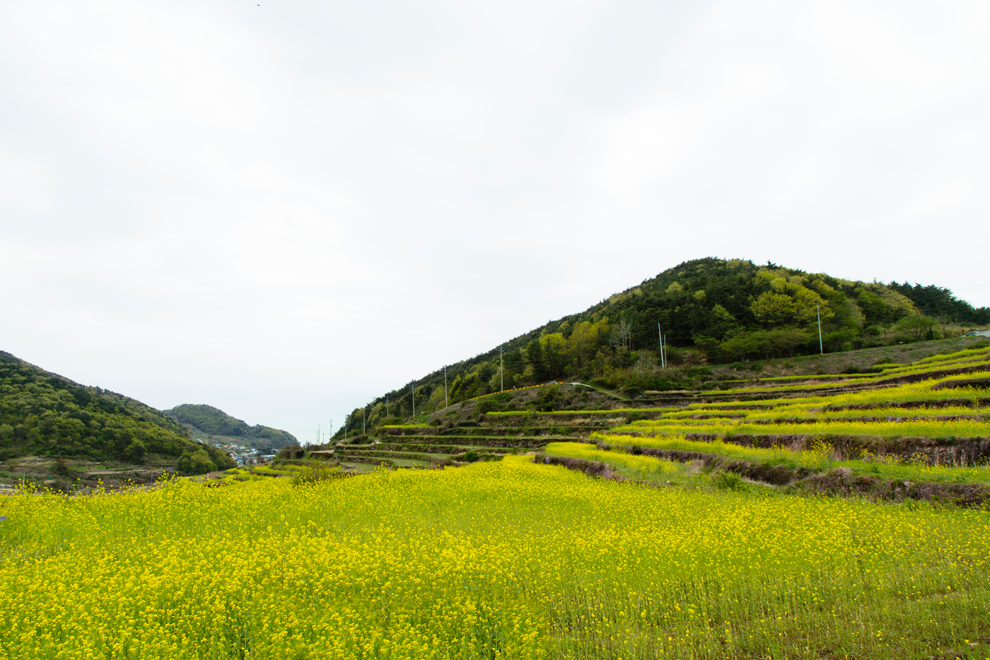 Namhae (남해) Road Trip Series: Canola Field (유채꽃) at Dumo Village (두모마을), South Korea.