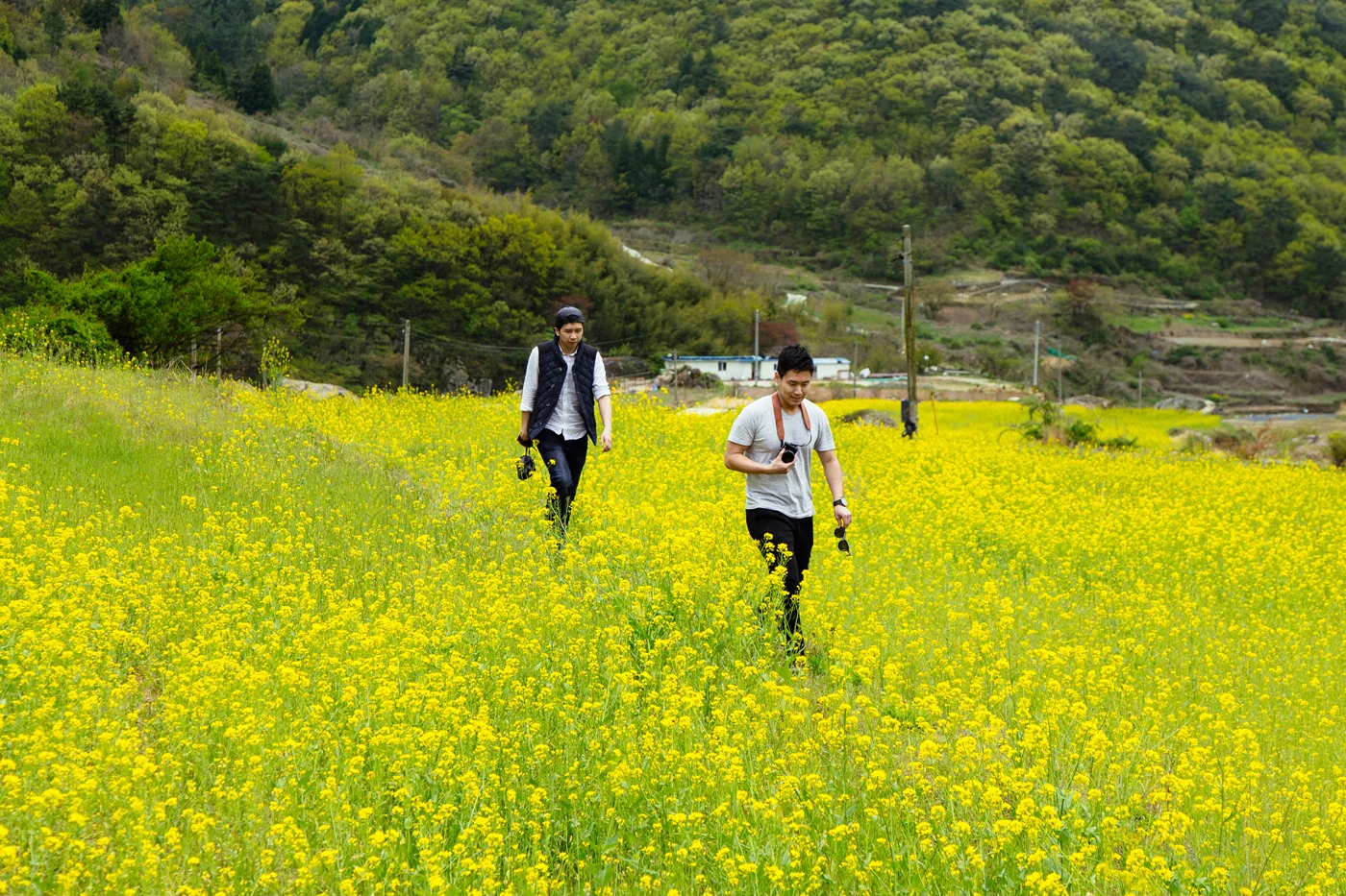 Namhae (남해) Road Trip Series: Canola Field (유채꽃) at Dumo Village (두모마을), South Korea.