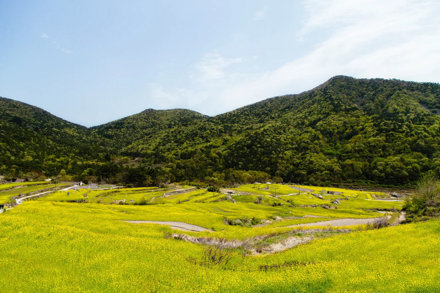 Namhae (남해)&nbsp;Road Trip Series: Canola Field (유채꽃)&nbsp;at Dumo Village (두모마을), South Korea.