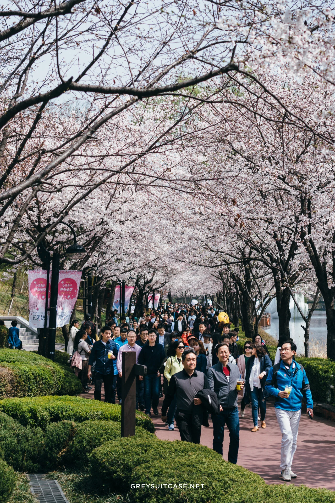 Greysuitcase Travel Series - Seoul Spring '17 - Cherry Blossom at Seokchon Lake (석촌호수공원), Seoul, South Korea.