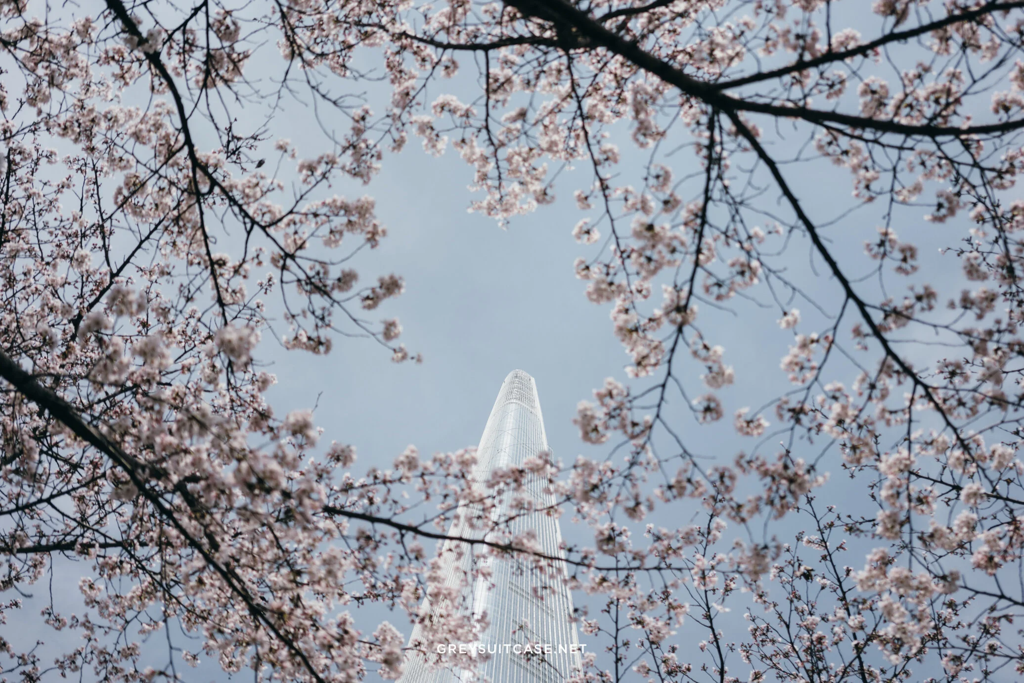 Greysuitcase Travel Series - Seoul Spring '17 - Cherry Blossom at Seokchon Lake (석촌호수공원), Seoul, South Korea.