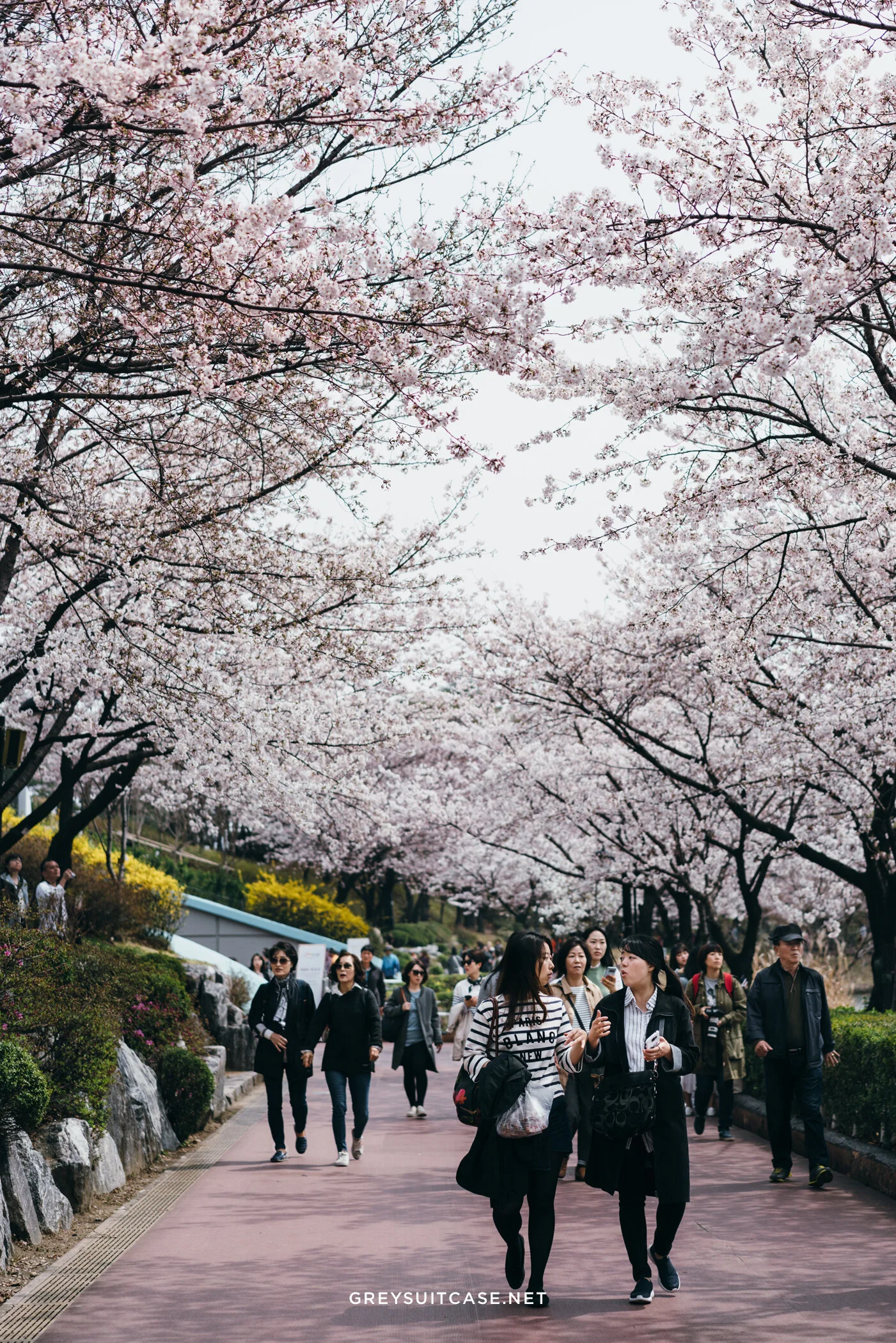 Greysuitcase Travel Series - Seoul Spring '17 - Cherry Blossom at Seokchon Lake (석촌호수공원), Seoul, South Korea.