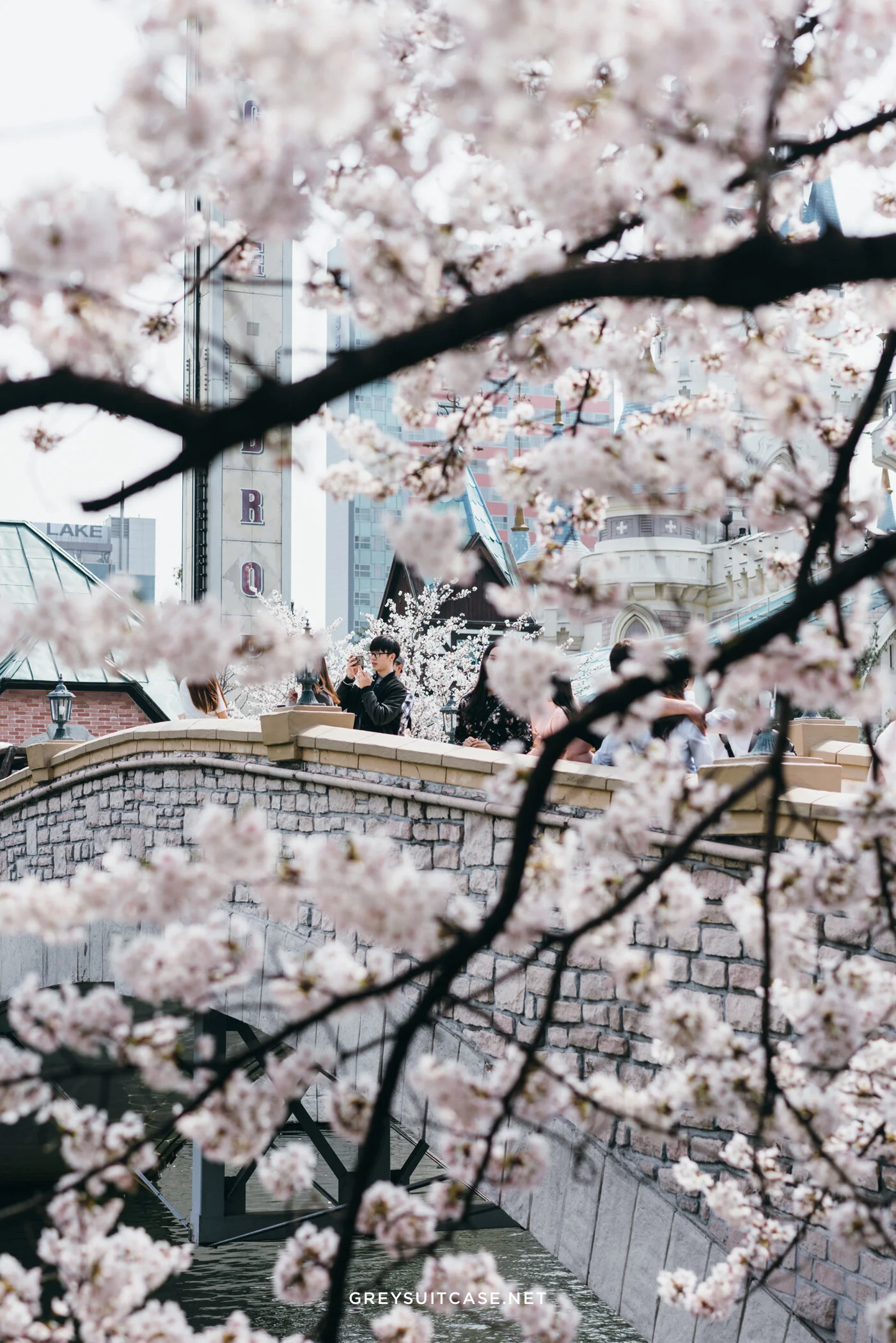 Greysuitcase Travel Series - Seoul Spring '17 - Cherry Blossom at Seokchon Lake (석촌호수공원), Seoul, South Korea.