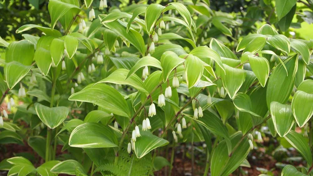 Solomon's Seal close-up: A reliable early Spring riser that quickly covers a large area in my shade garden. White bells dangle from arching variegated foliage that lasts until first frost.
