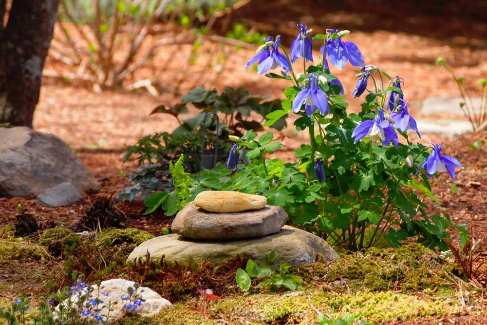 Aquilegia: Early spring blooming & long lasting, this blue columbine heralds another season in the moss garden and is an important early food source for native bees