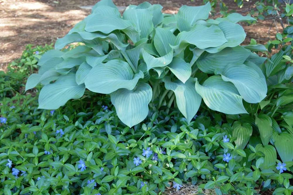 Empress Wu hosta: Early spring emergence of this large blue hosta set against a canvas of blooming vinca vine.