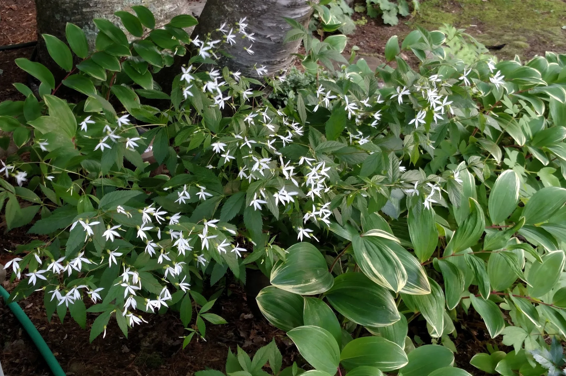 Gillenia trifoliata: Bowman's root is an easy care, reliable bloomer. The white star shaped flowers sway with the softest breeze. Thriving here in late spring under our large white birch.