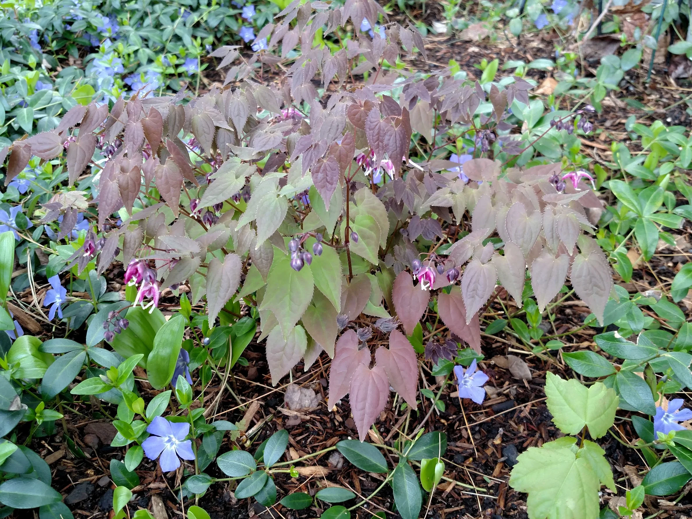 Epimedium 'Queen Esta': "Eppies" are eagerly anticipated in early spring with heart-shaped foliage and spider-like blooms. Purple foliage continues to grow in upward layers after blooms fade.