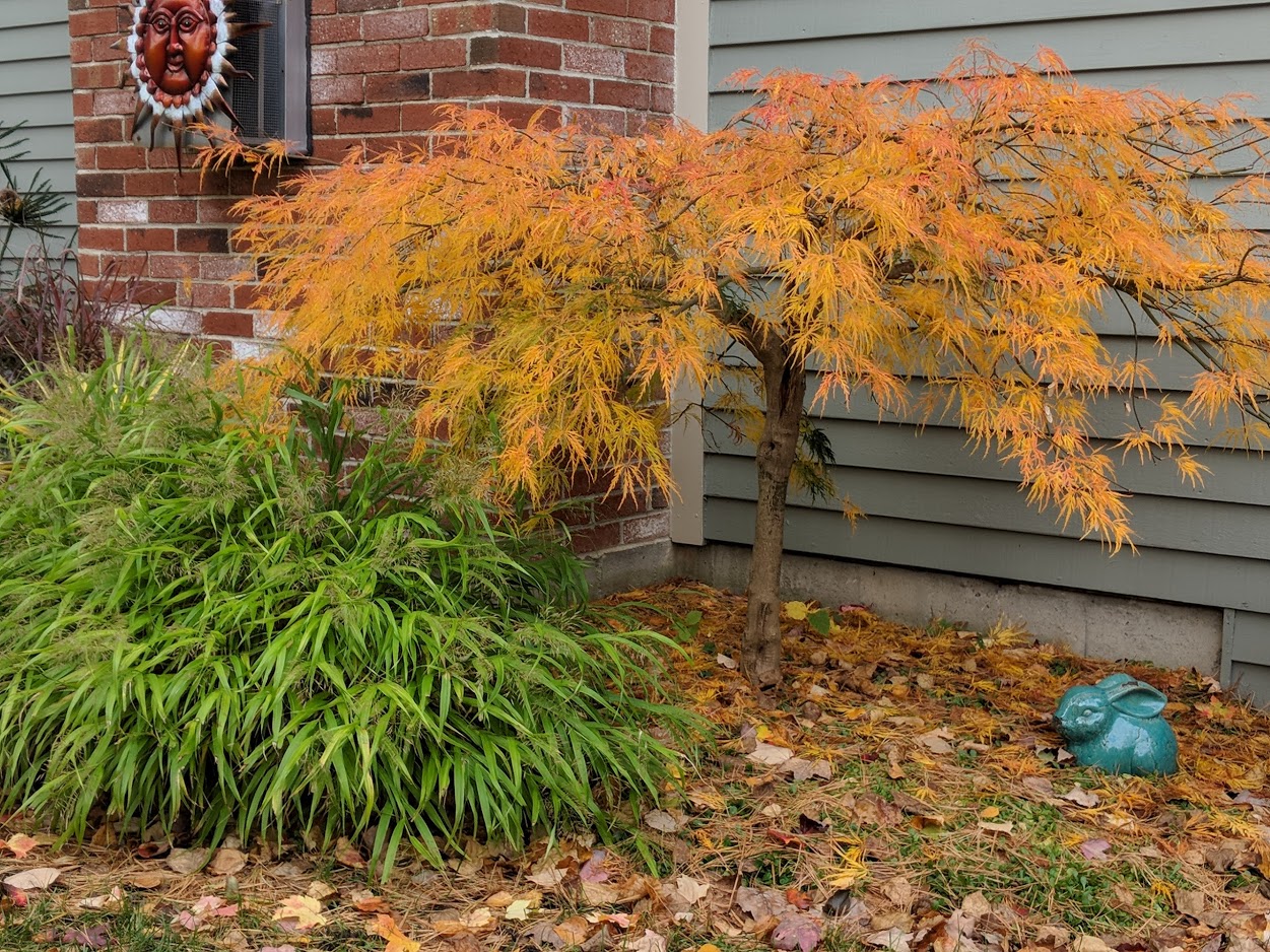 Nov 7th: grass changes from gold to green and Japanese maple leaves turn from green to gold