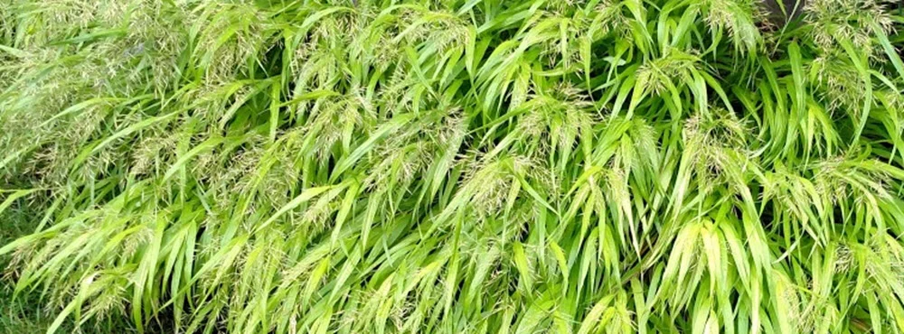 grass-hakonechloa-allgold-crop-1000.jpg