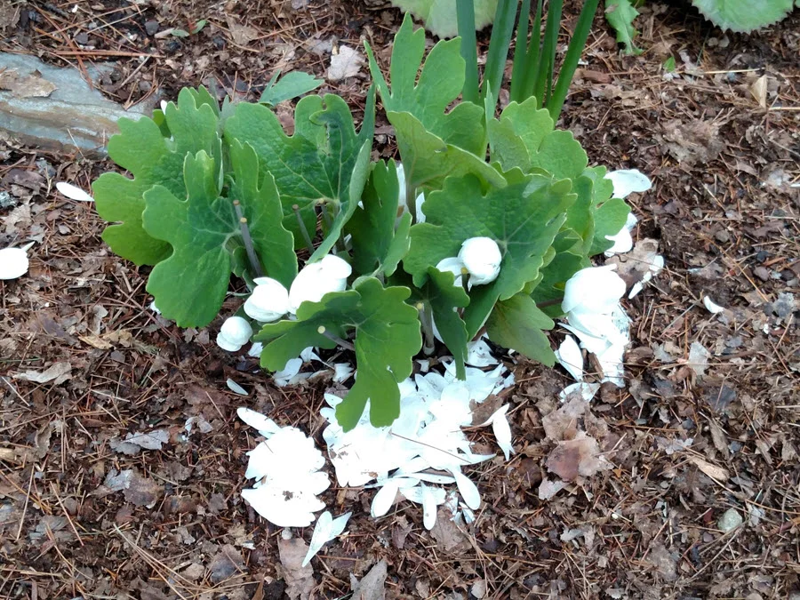 Sanguinaria canadensis 'Multiplex': Double bloodroot is prized for early bloom, followed by stunning, bold foliage. Shown here on May 7th, beginning to lose its bloom.