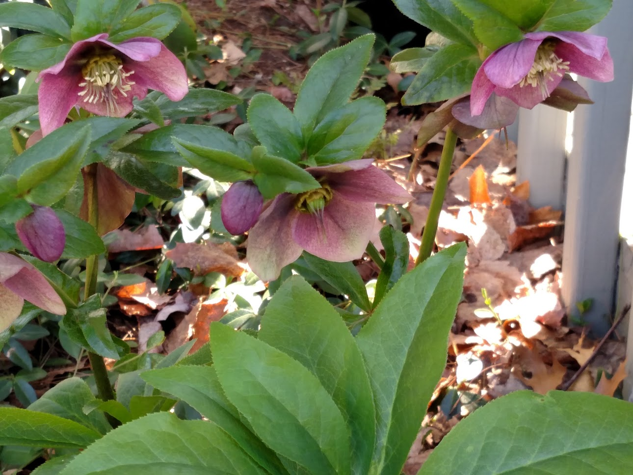 Hellebores: emerging in April from woodland leaf litter.