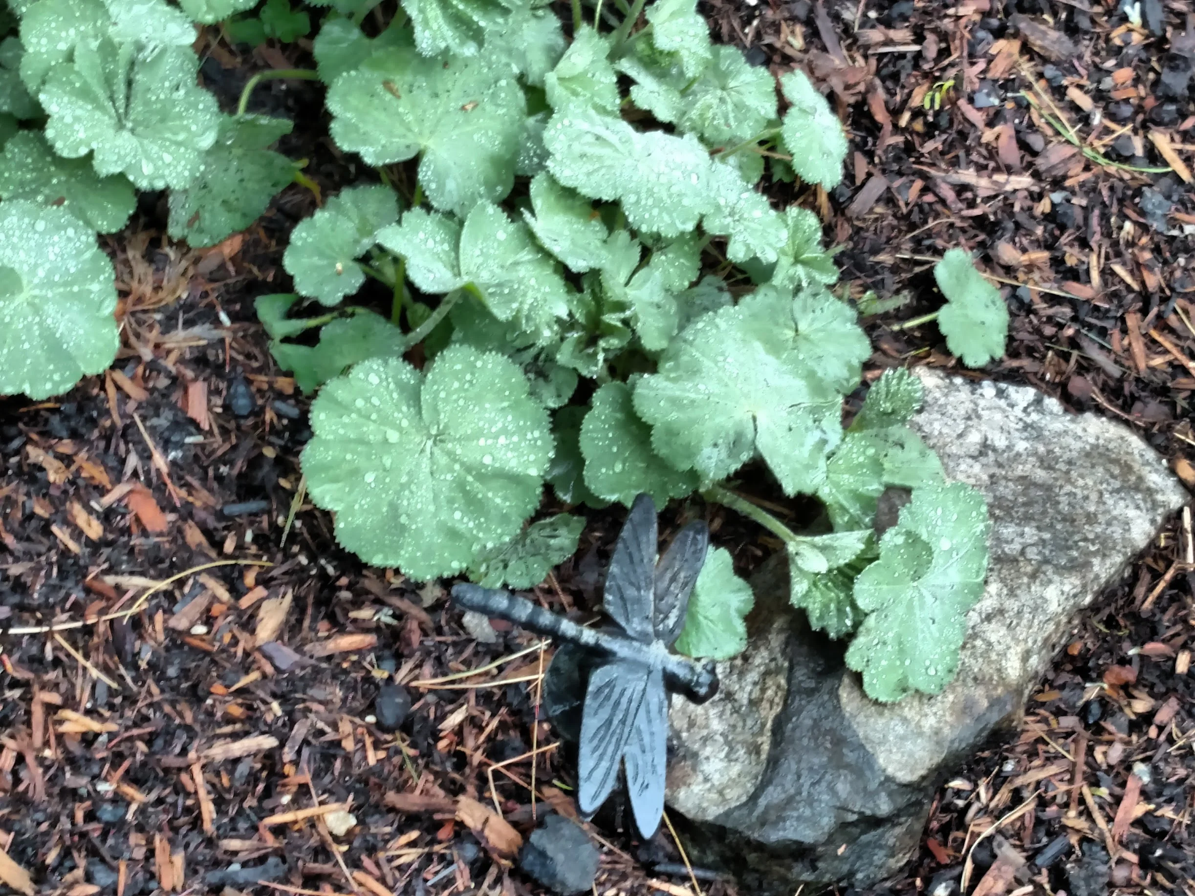 Alchemilla mollis: Fresh lady's mantle leaves are so beautiful in the rain.