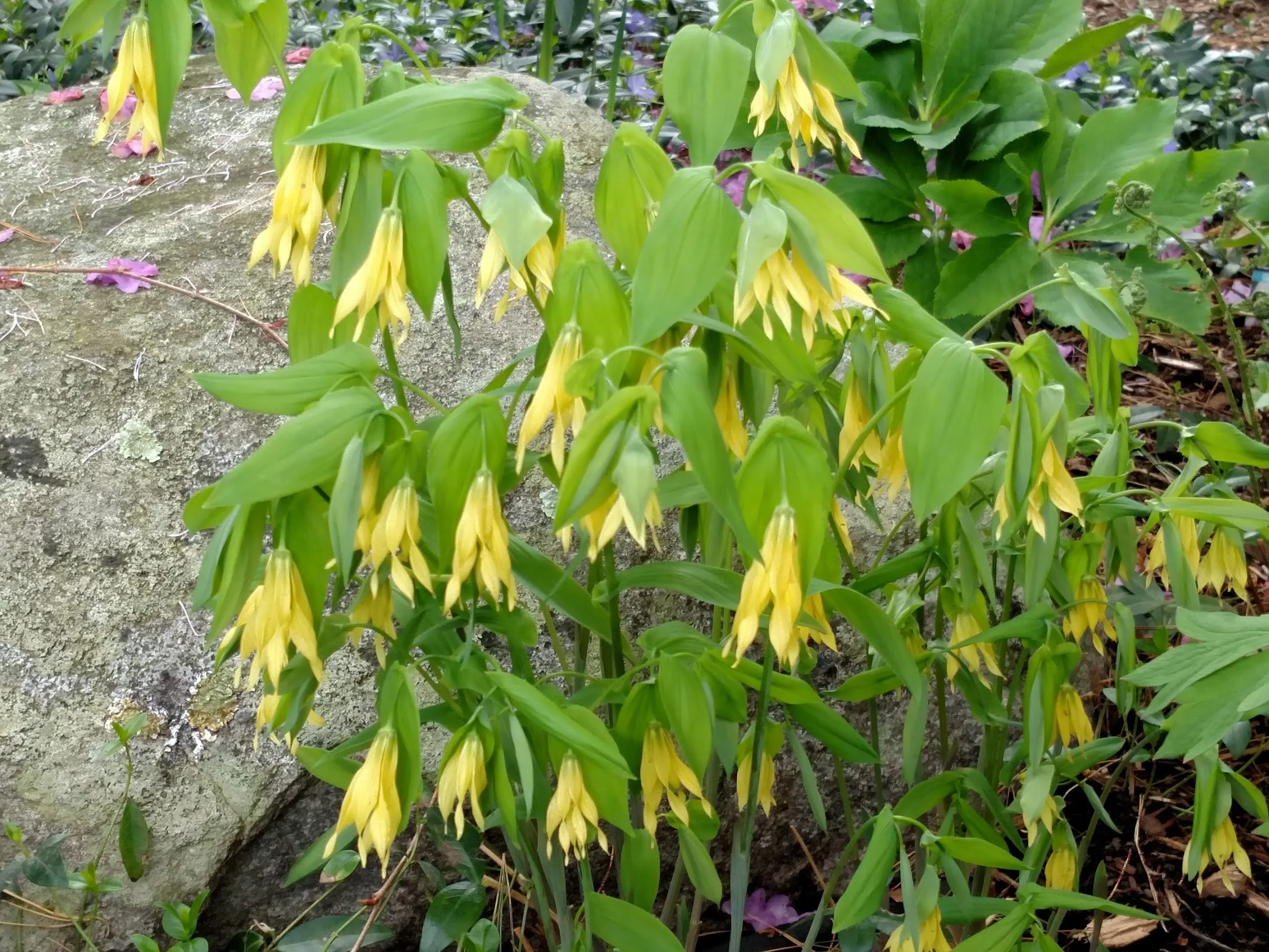 Uvularia grandiflora: Yellow merrybells appear early and continue to spread throughout the season, resulting in gorgeous green mounds of pleated foliage.