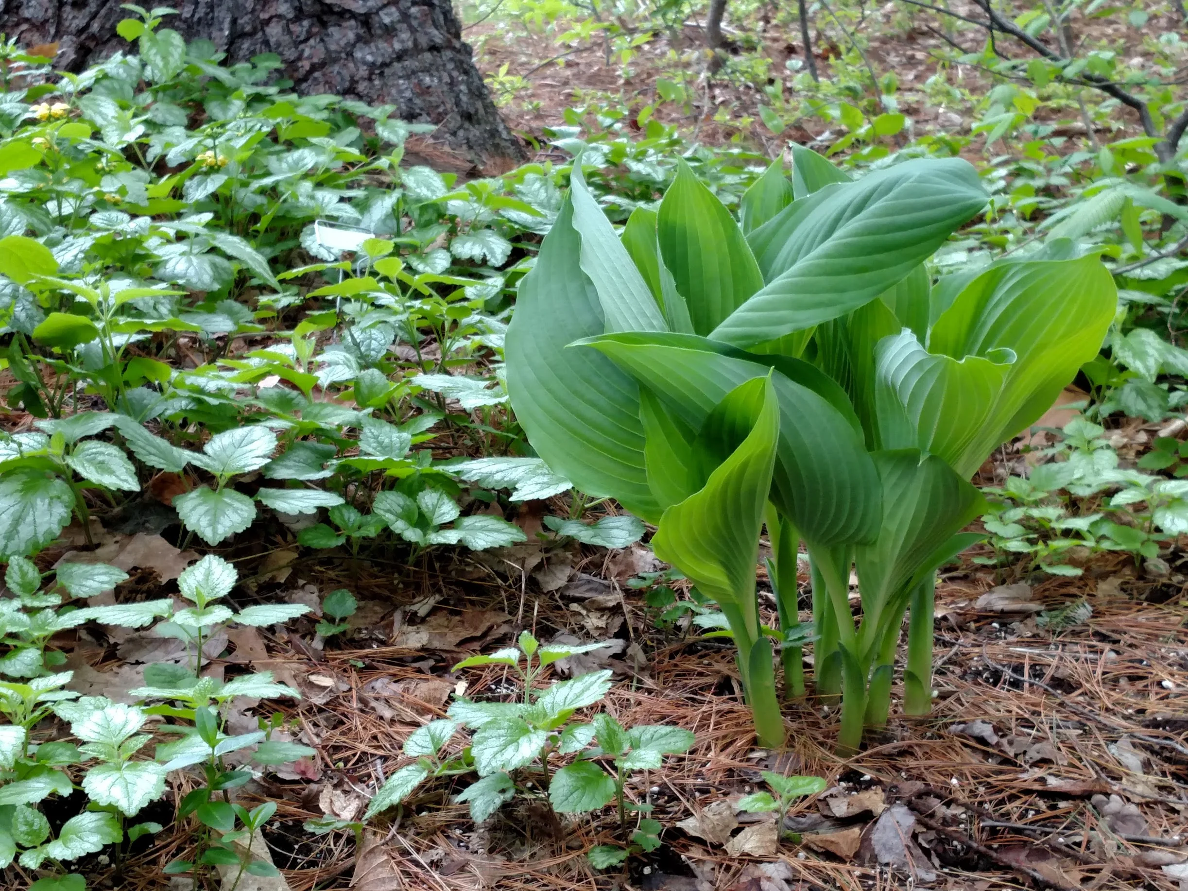 Empress Wu Hosta: New leaves emerging among lamium in dry woodland shade in May.