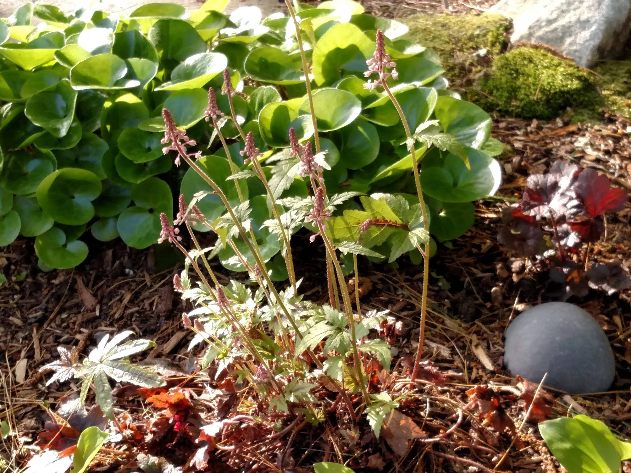 Tiarella cordifolia 'Elizabeth Oliver': Petite flower spikes shoot up before foliage develops. Fresh asarum foliage shines in the background with moss.