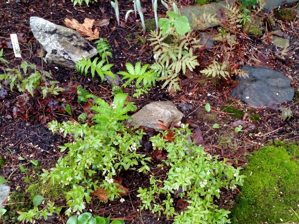 Sensitive Fern emerges with trillium, mosses and solomon's seal in the early spring shade garden