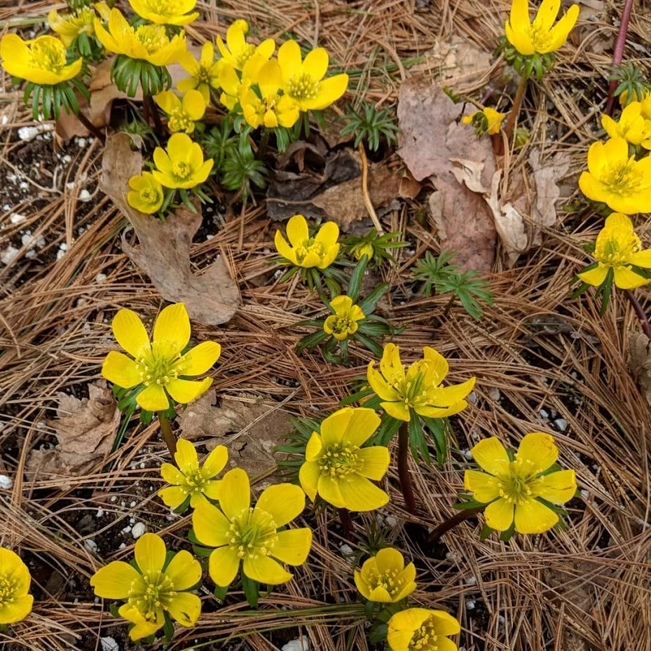 Eranthis hyemalis, Winter Aconite: First to bloom in early April