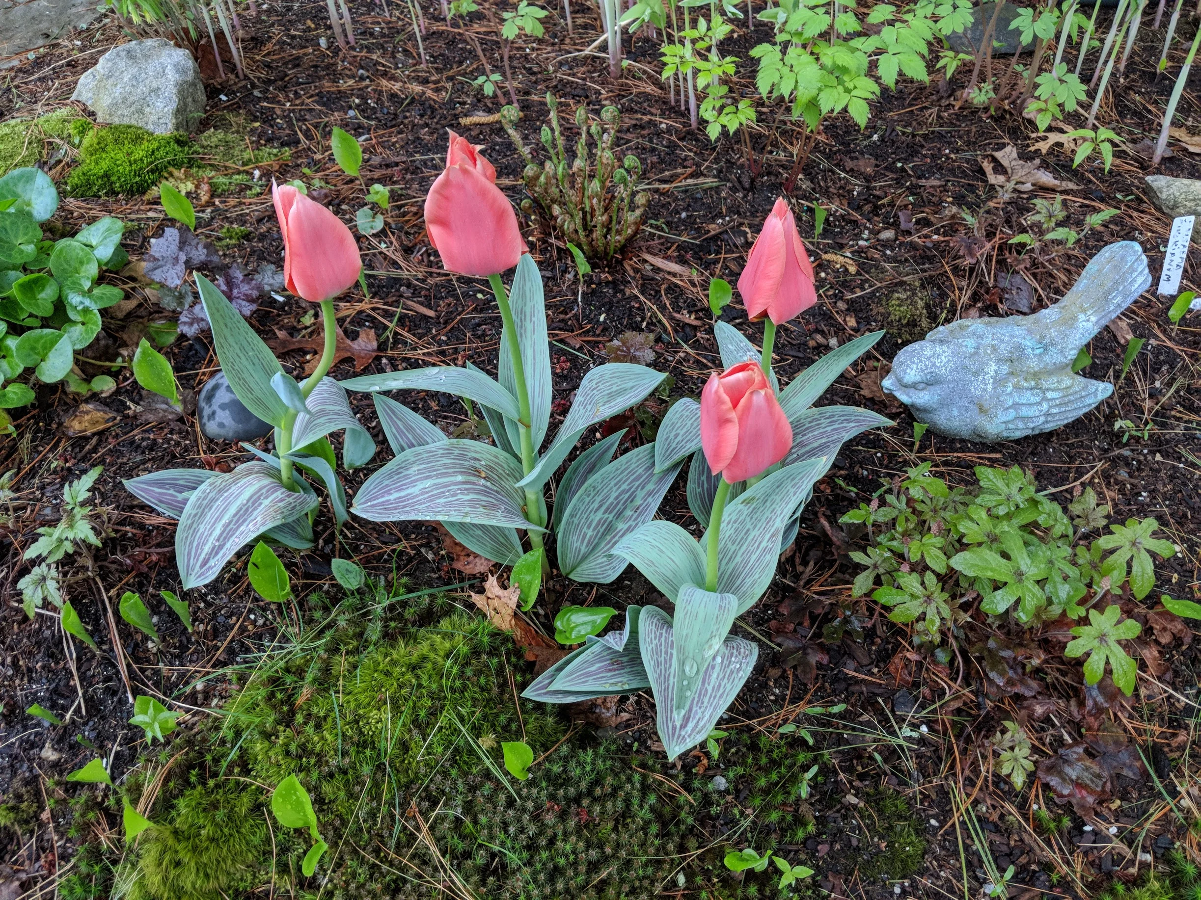 Calypso tulips among emerging fiddleheads in moss garden