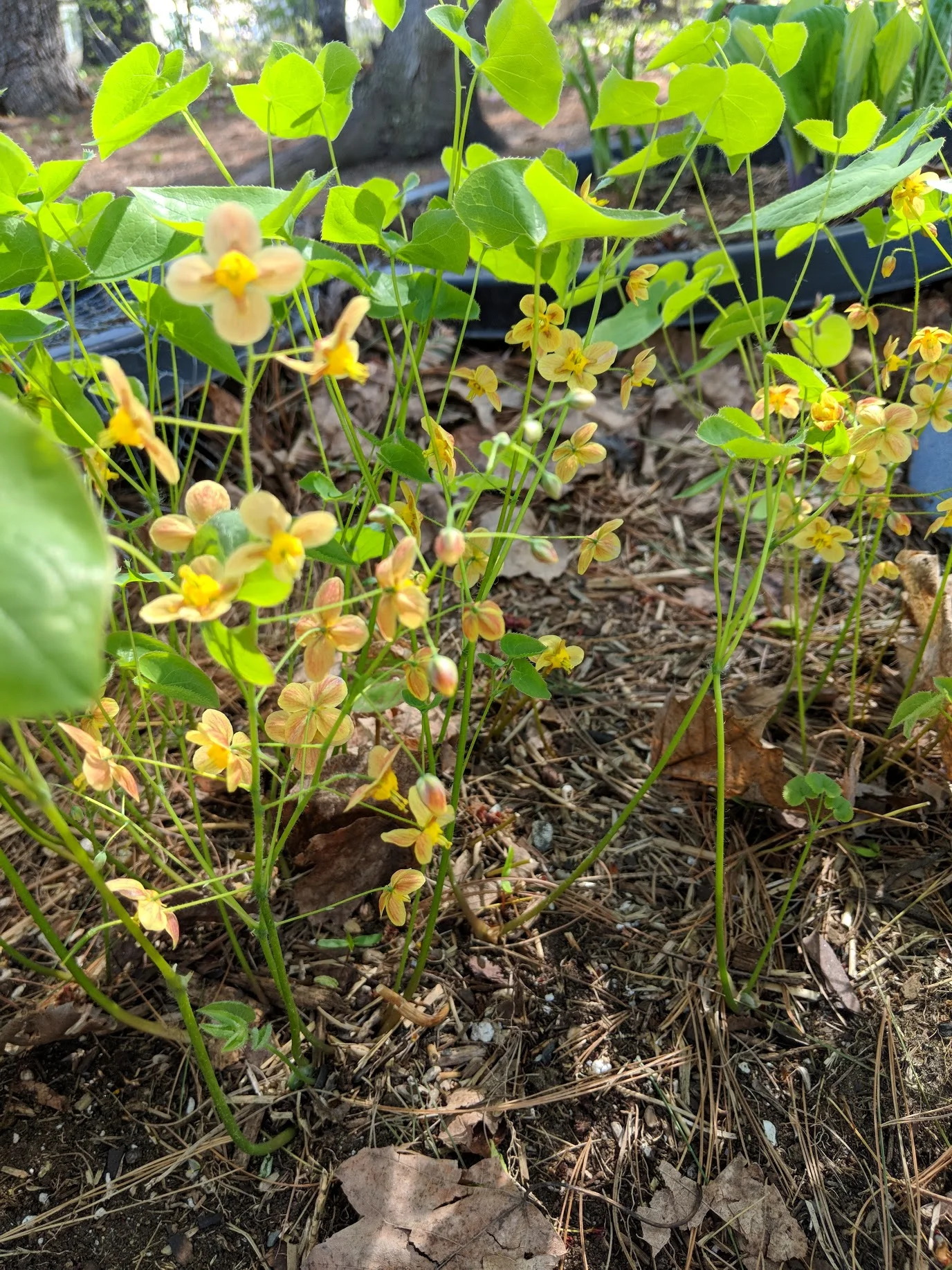 Epimedium 'Orange Queen' first week of May
