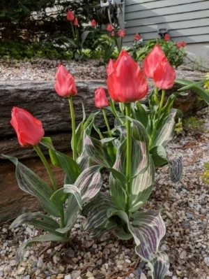 'Oratorio' species tulips brighten the gravel garden. Their foliage will persist long after the blooms are gone.