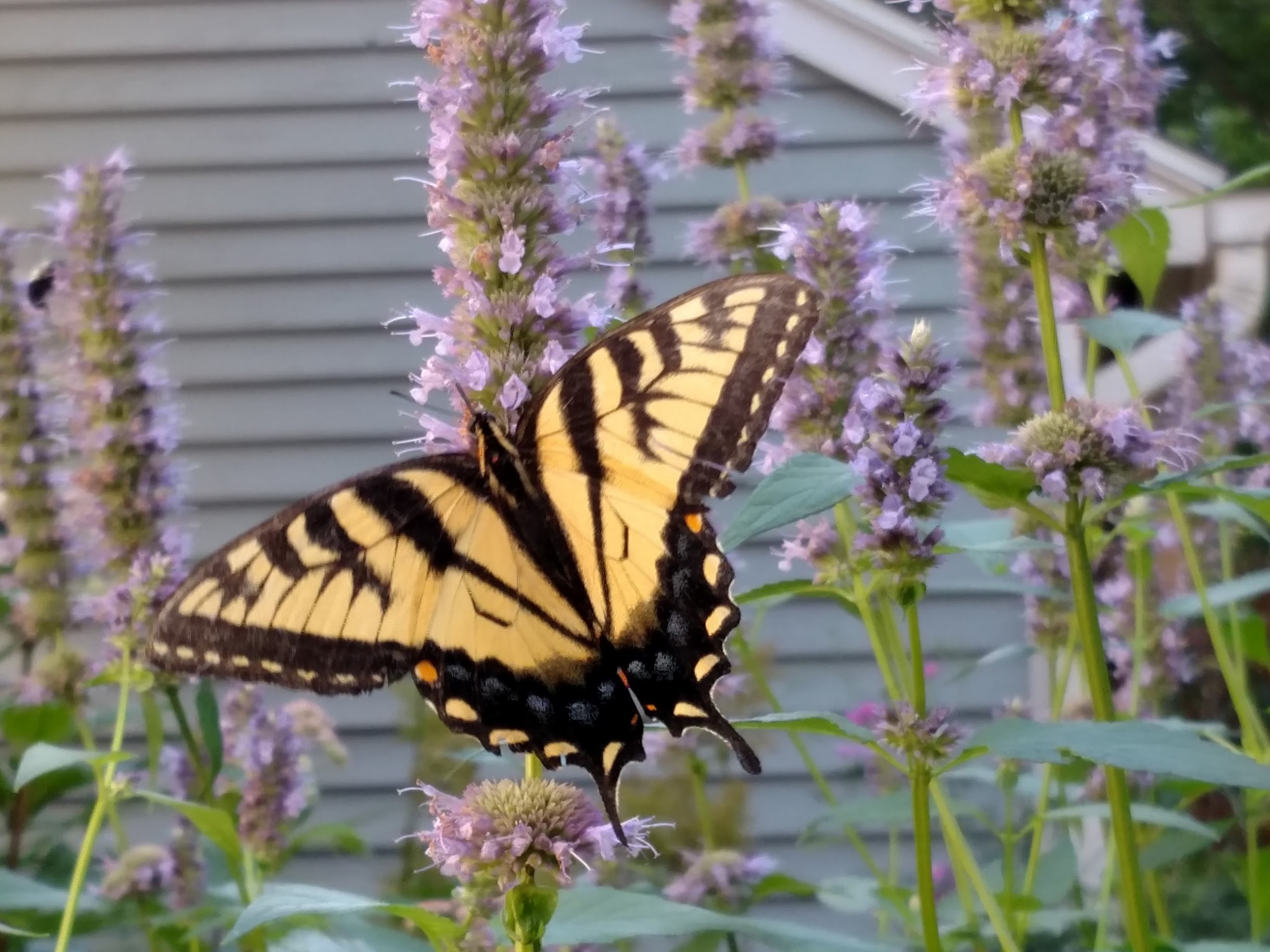 2016-08-04-swallowtail.jpg