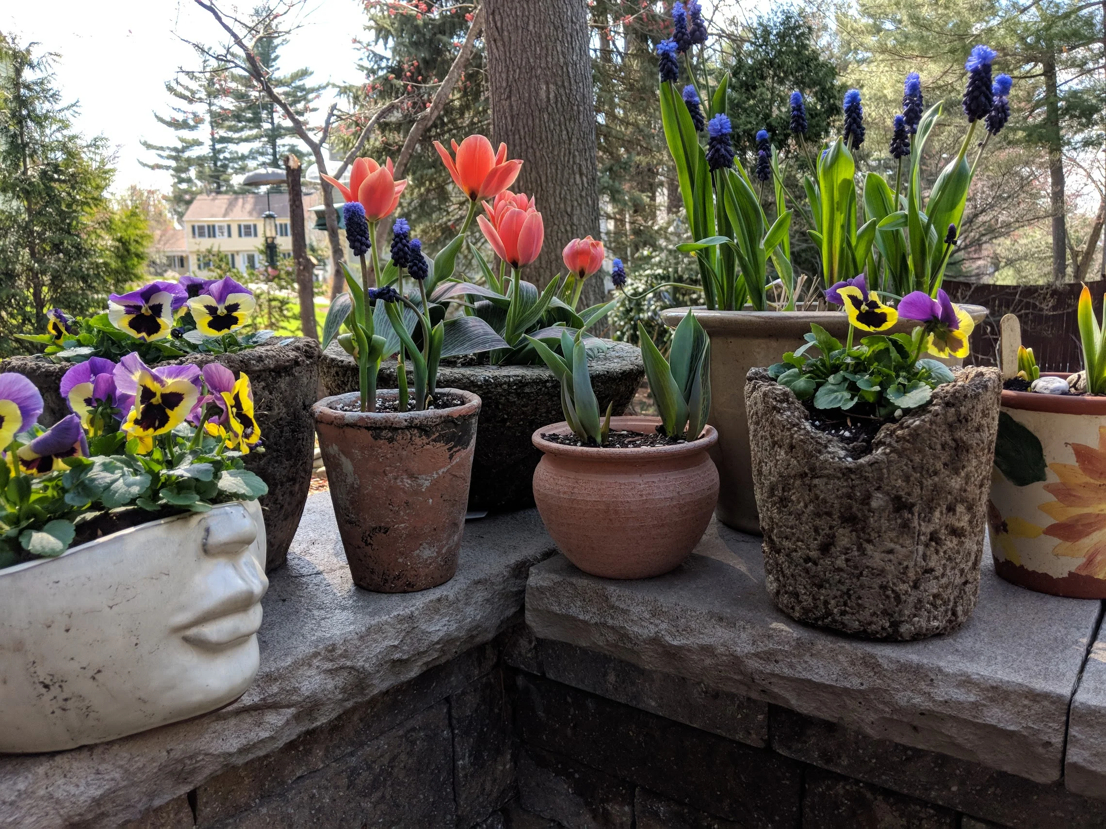 2018-04-28-bulbs-in-pots.jpg