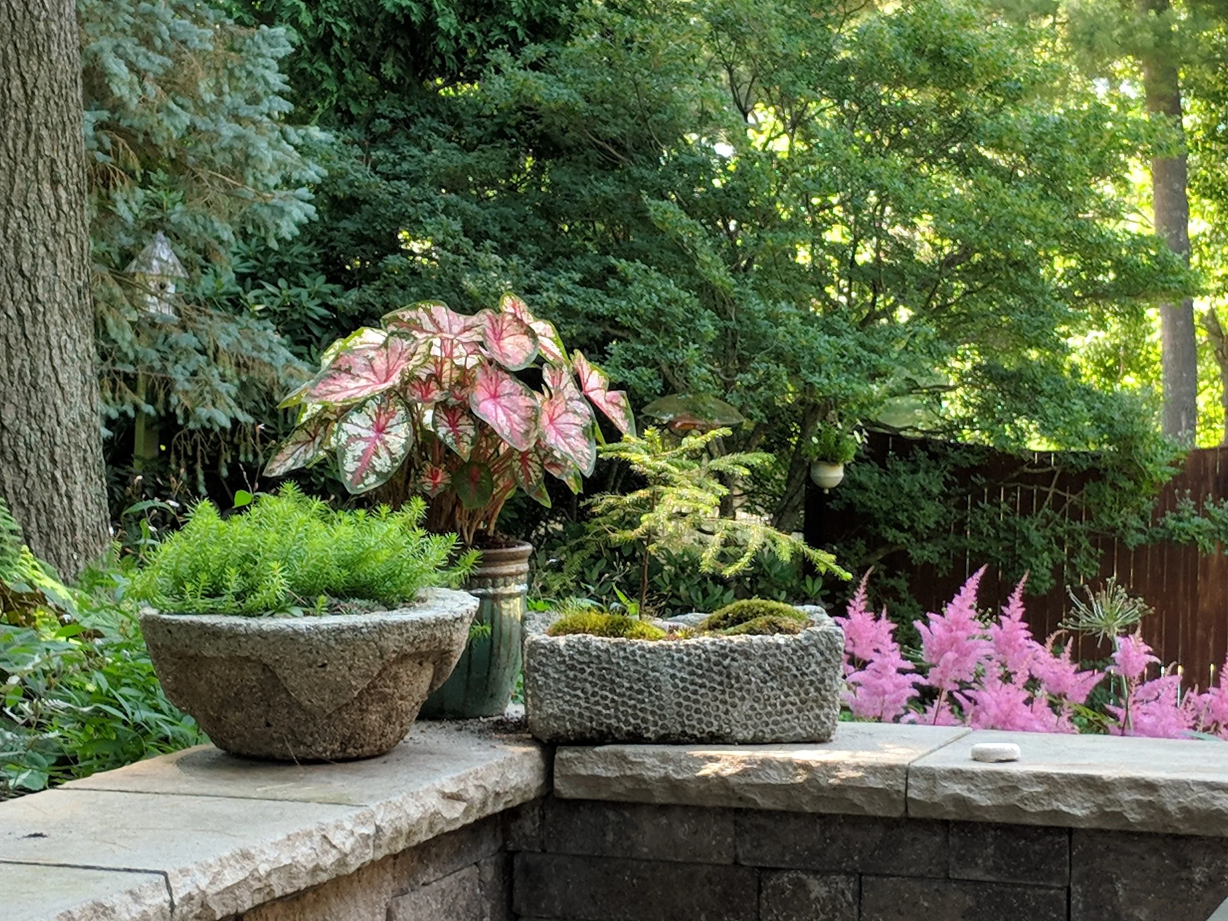 2018-07-04-patio-pots-caladium-sedum-hypertufa.jpg
