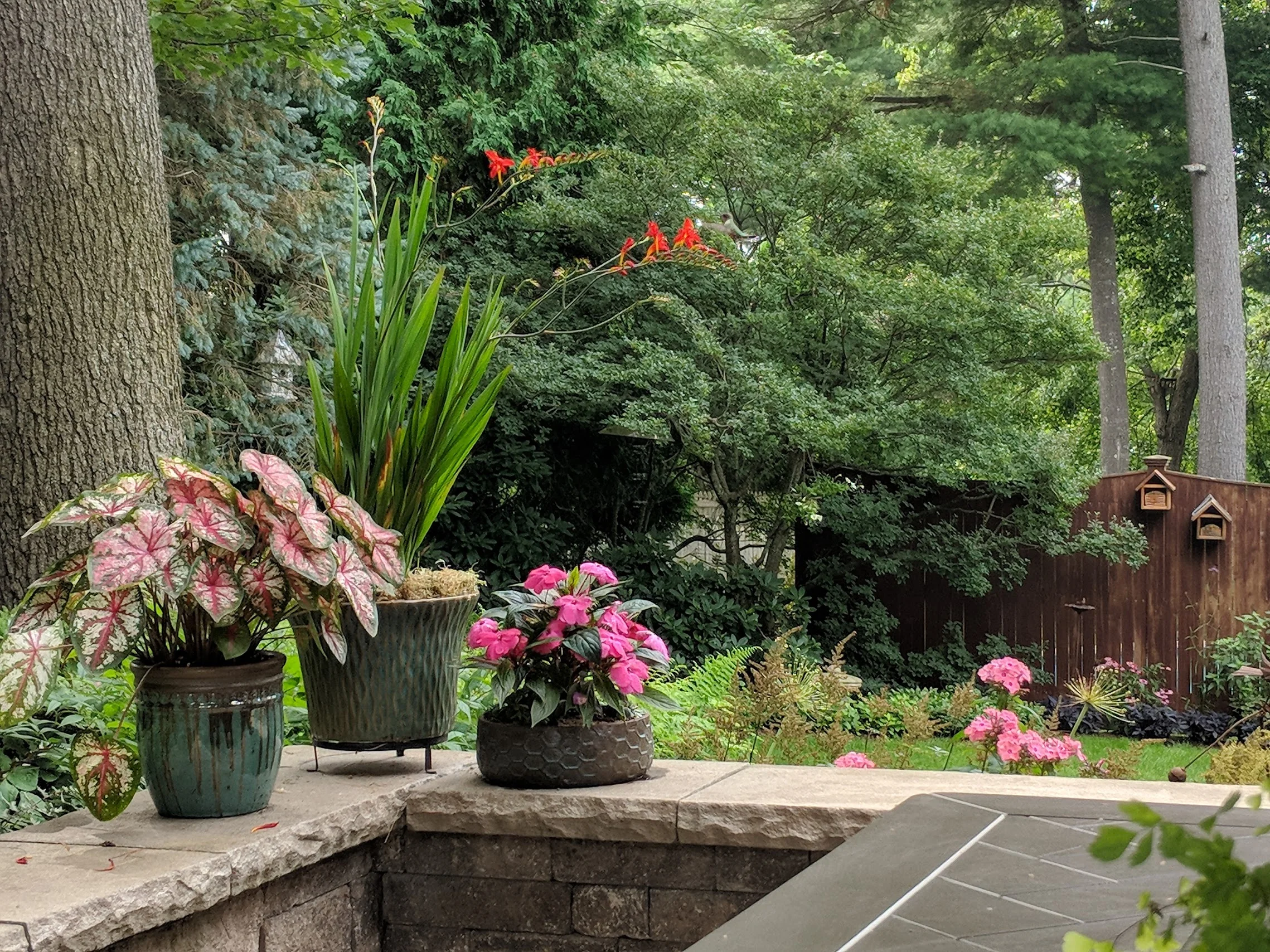 2018-07-30-patio-container-crocosmia-hummingbird.jpg