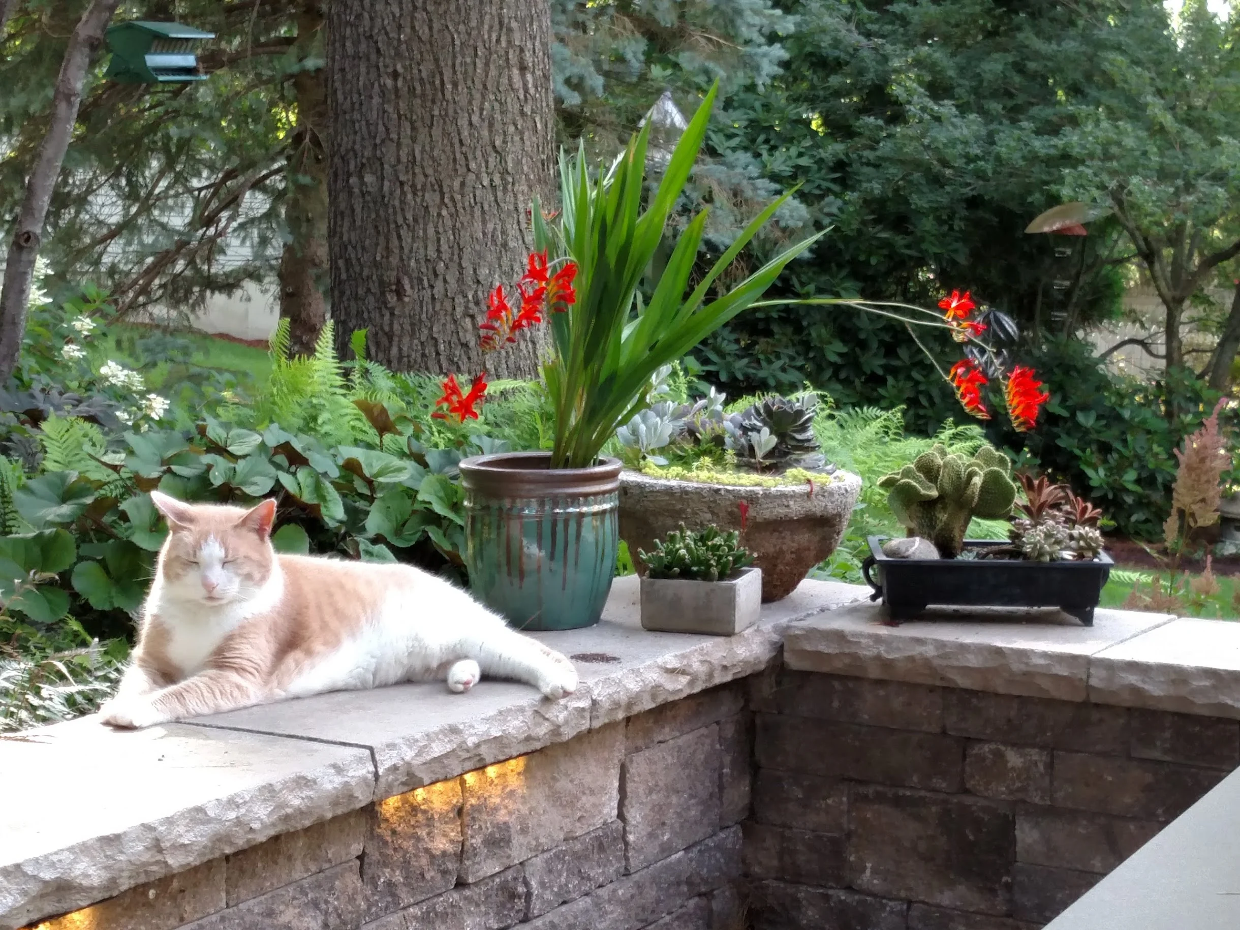 Harry the Cat in a serene moment with potted Crocosmia and succulents