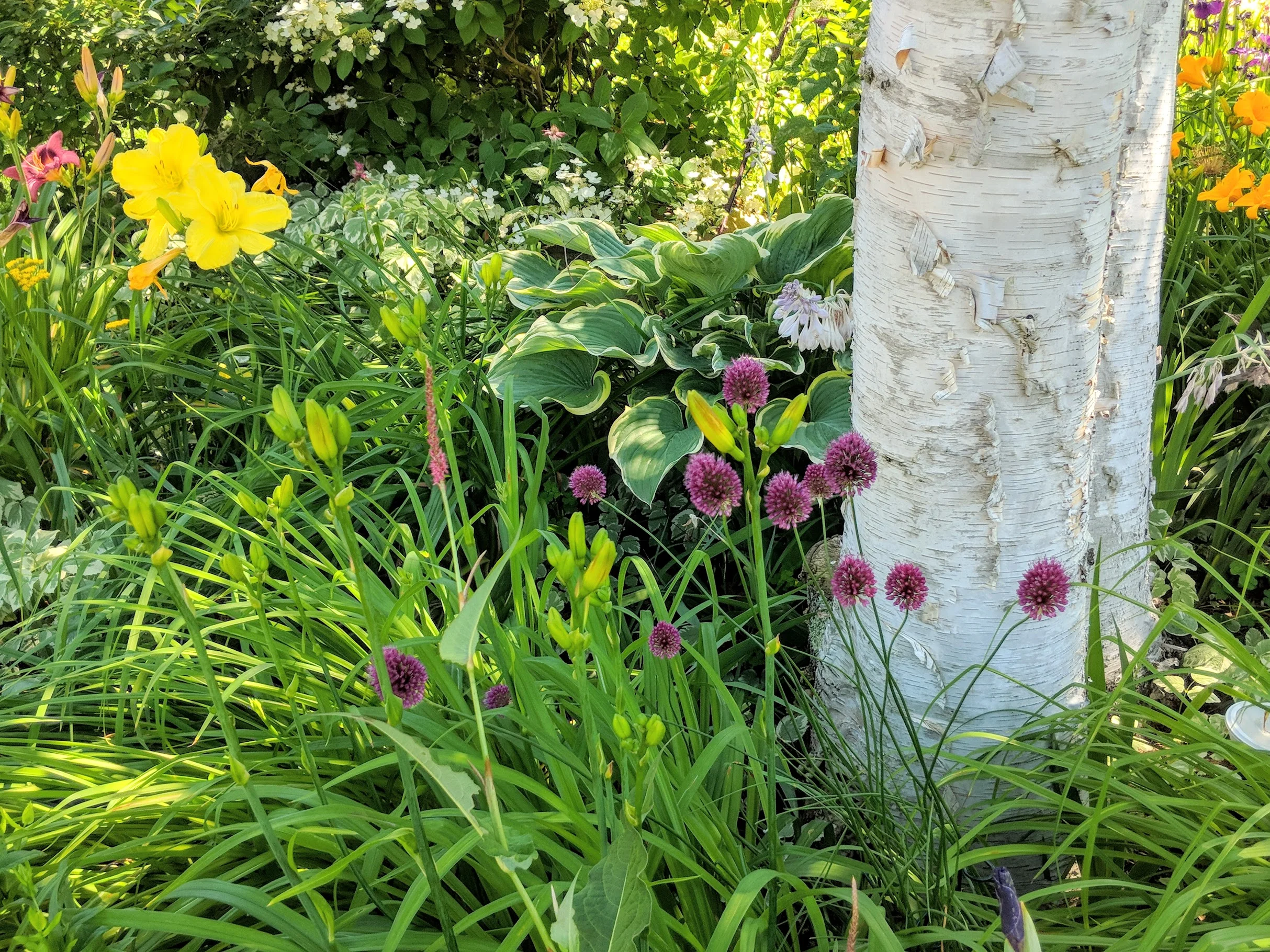 2018-07-09-drumstick-allium-birch-bed.jpg