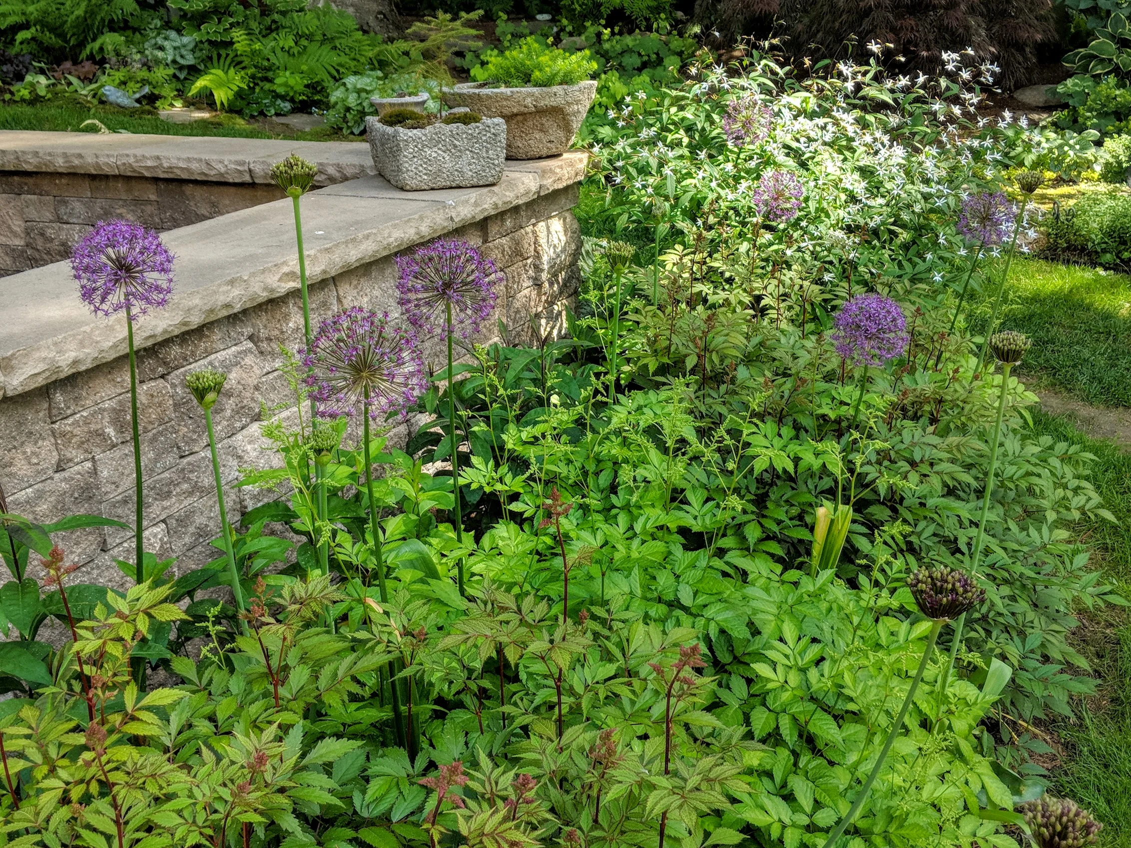 2018-06-11-allium-astilbe2.jpg
