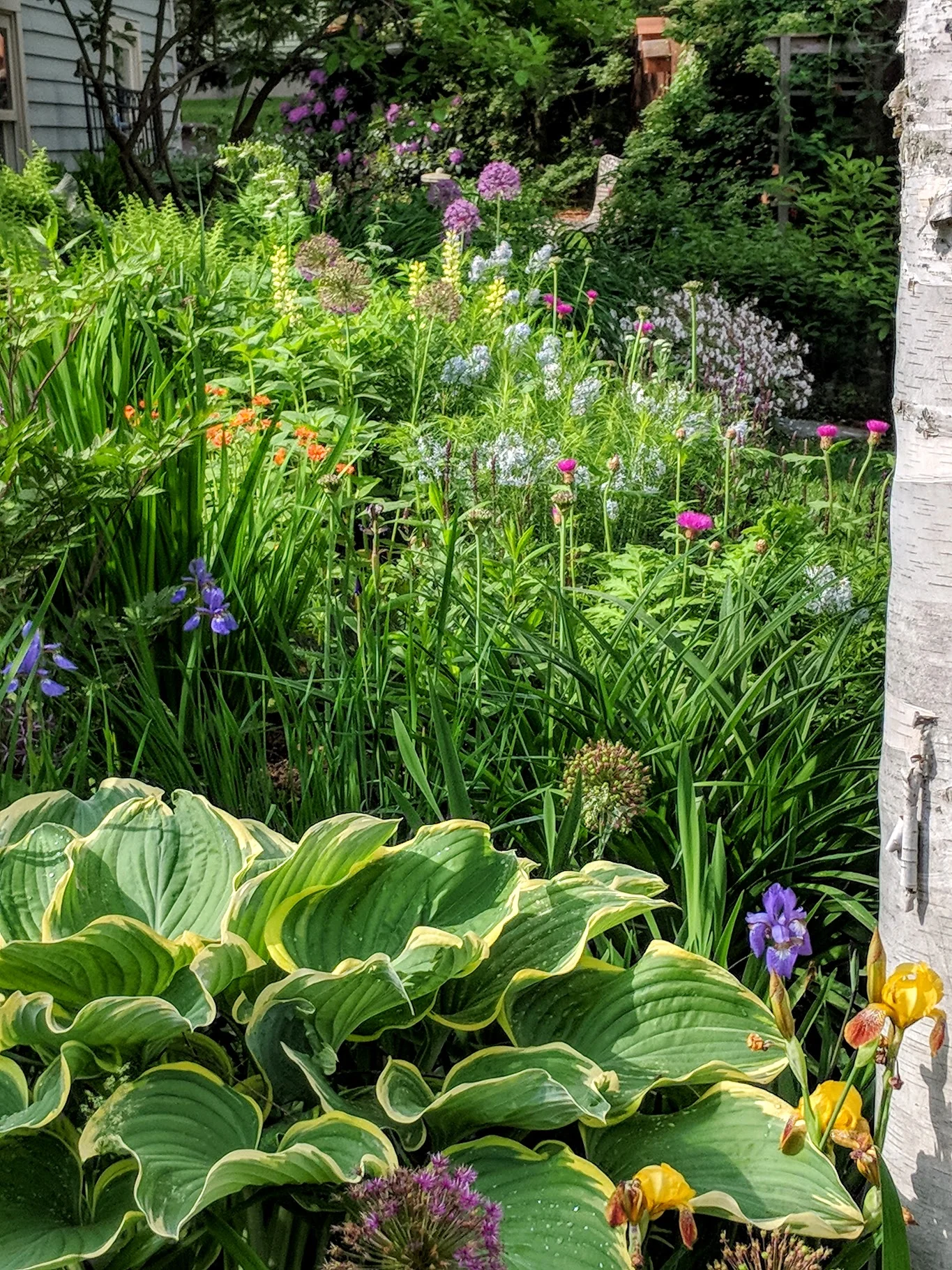 2018-06-02-allium-west-mixed-border.jpg
