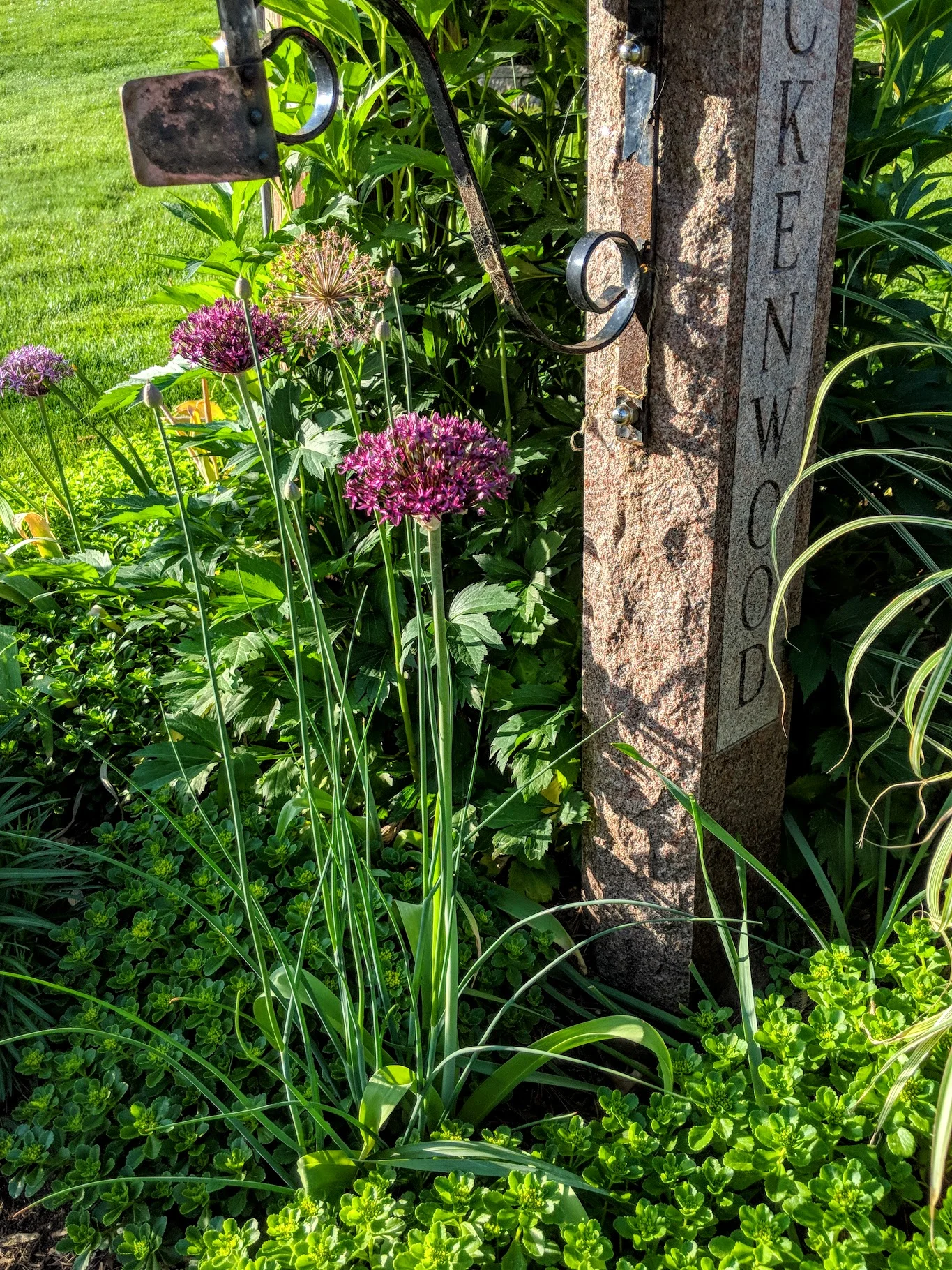 2018-06-10-allium-mailbox.jpg