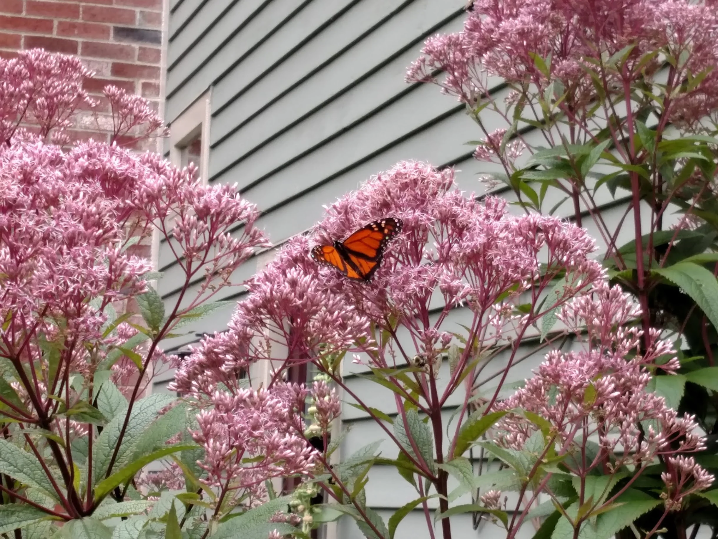 2017-08-15-monarch-joe-pye-weed.jpg