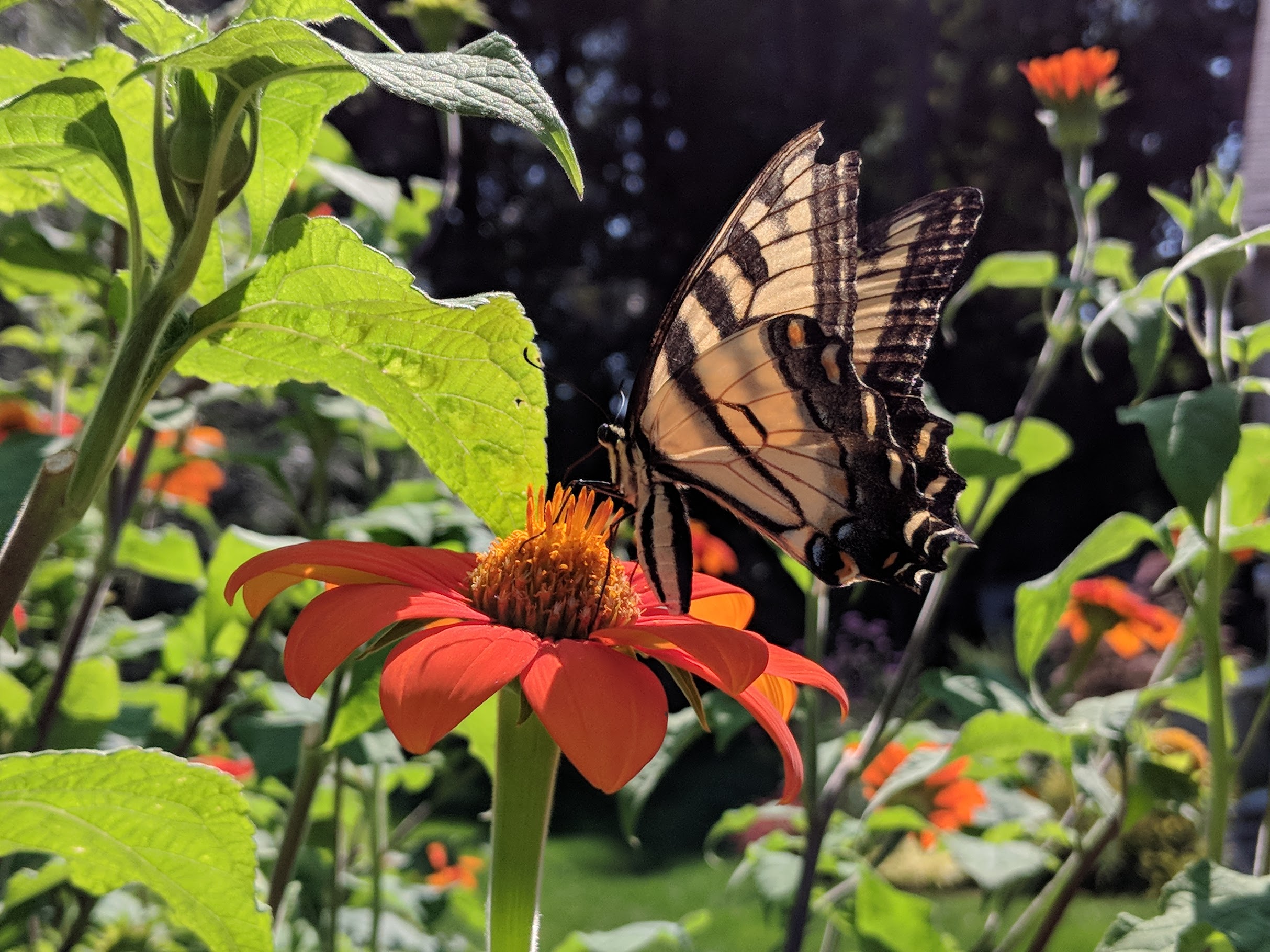 2018-08-24-tithonia-swallowtail.jpg