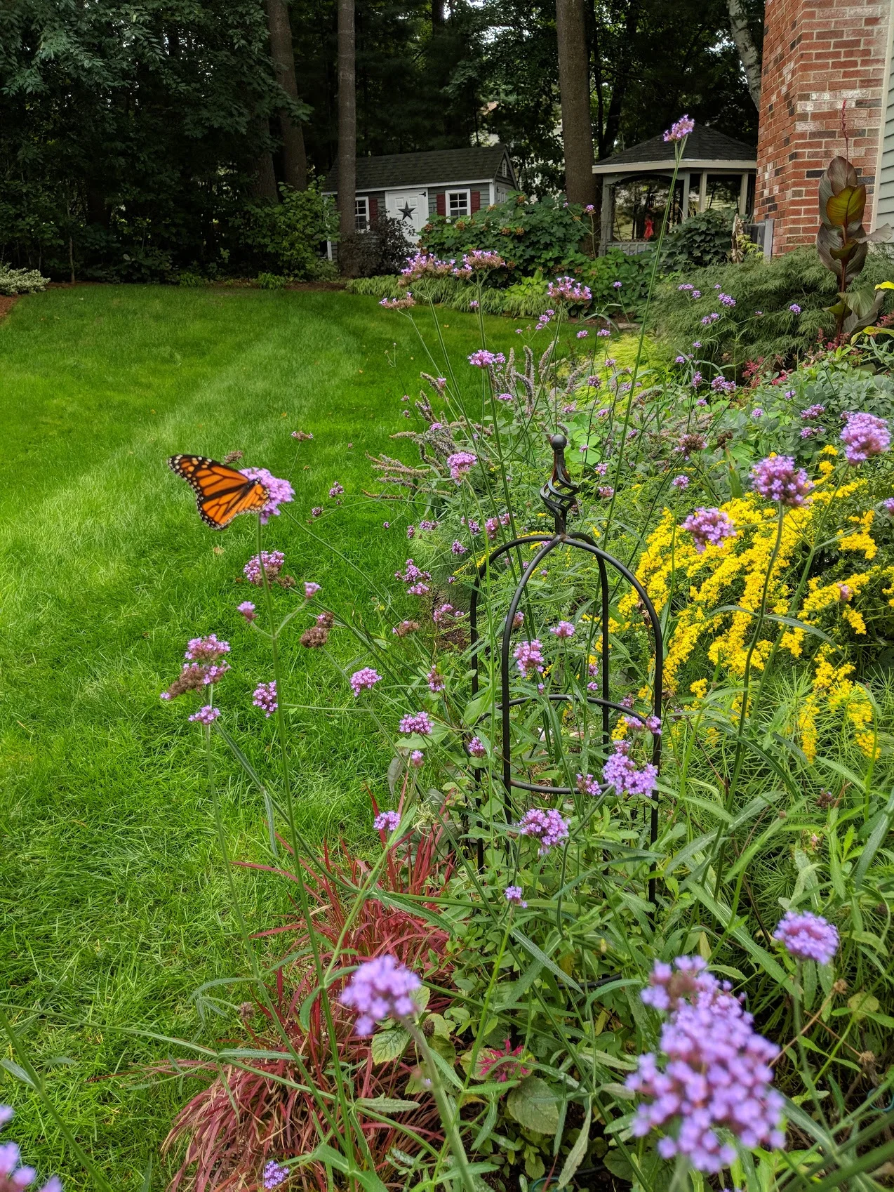 Fall color compliments of Verbena bonariensis and Goldenrod