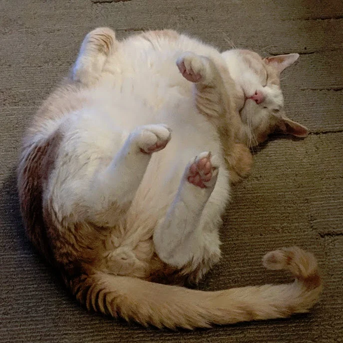 Harry is comatose by the fire, waiting for Spring.