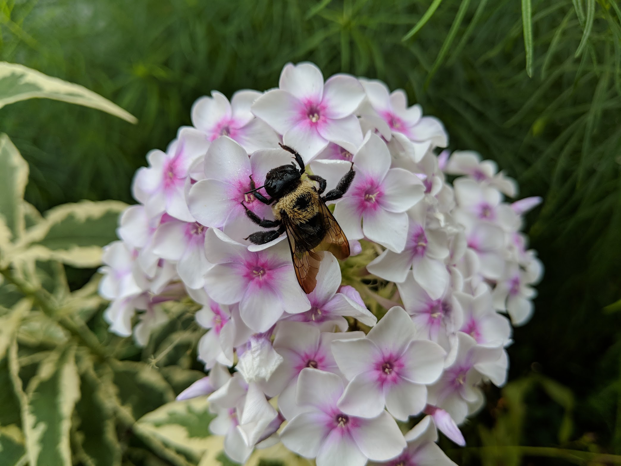 2018-08-24_phlox-bombus.jpg