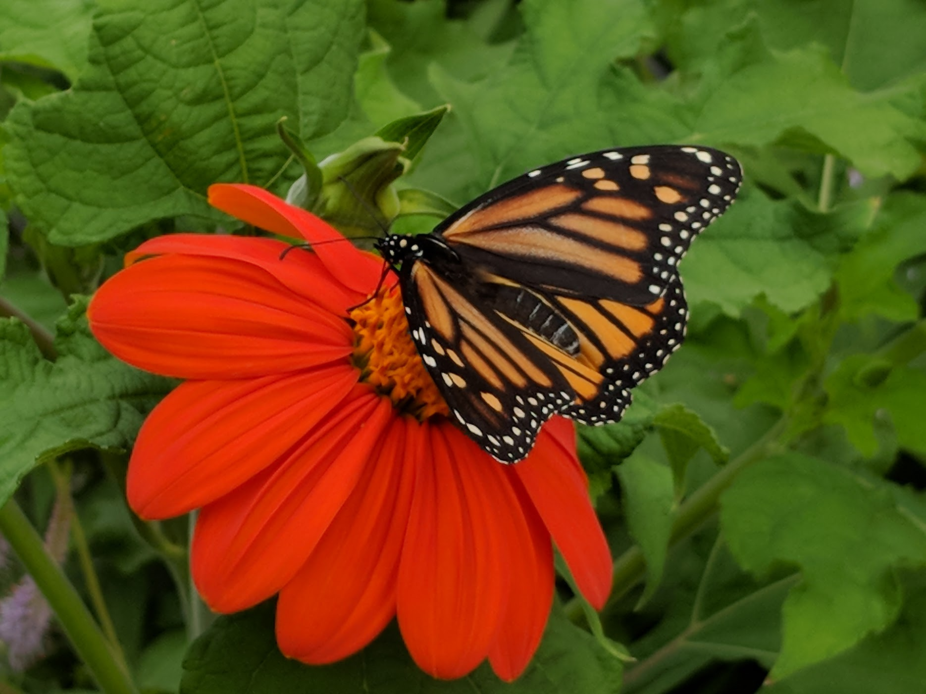 2018-07-14_tithonia-monarch.png