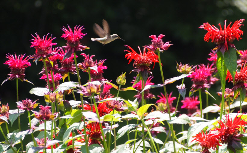 2015-07-hummingbird-on-bee-balm.jpg