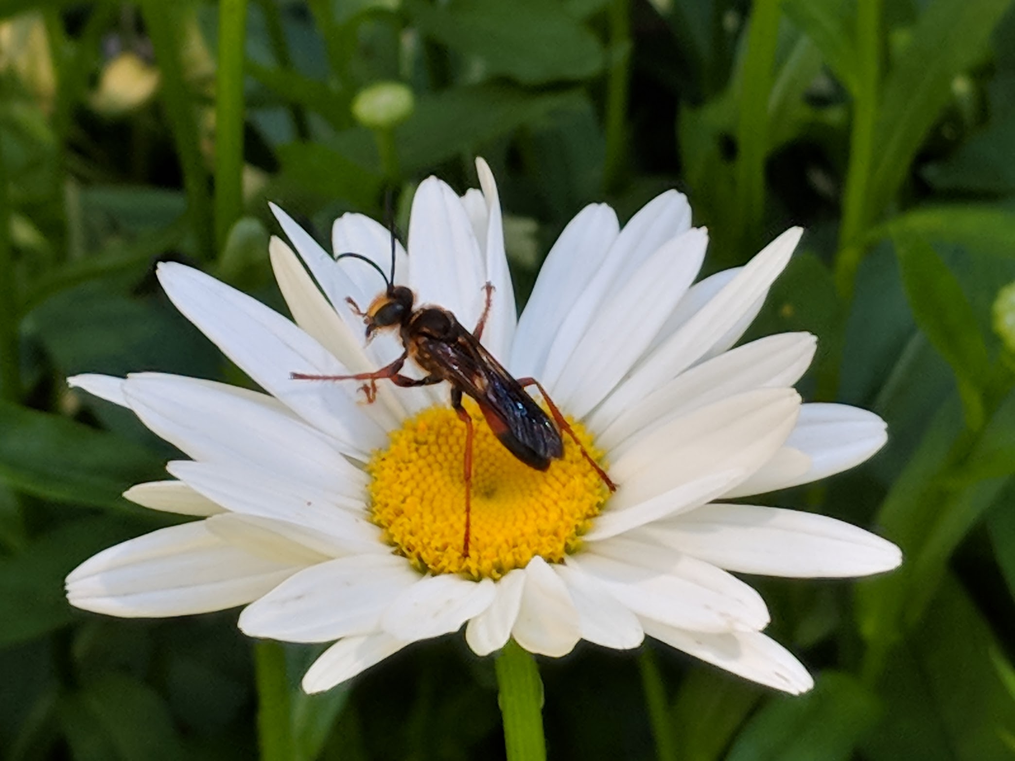 2018-07-09_daisy-wasp.jpg