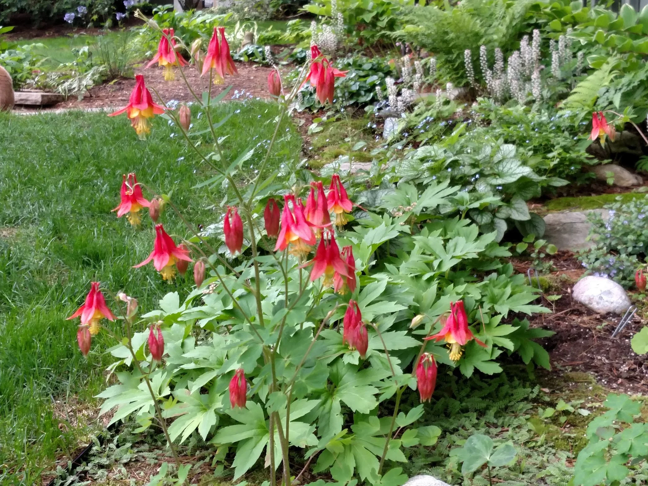 2017-05-30-columbine.jpg