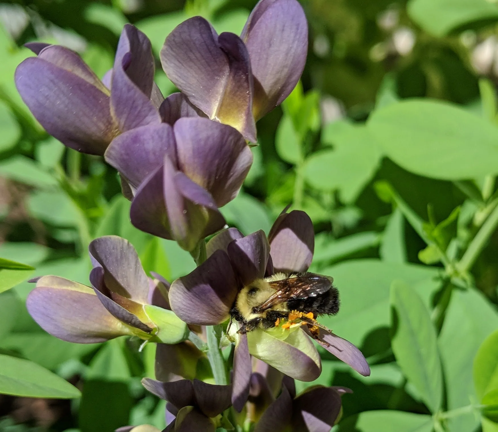 Bombus on Baptisia