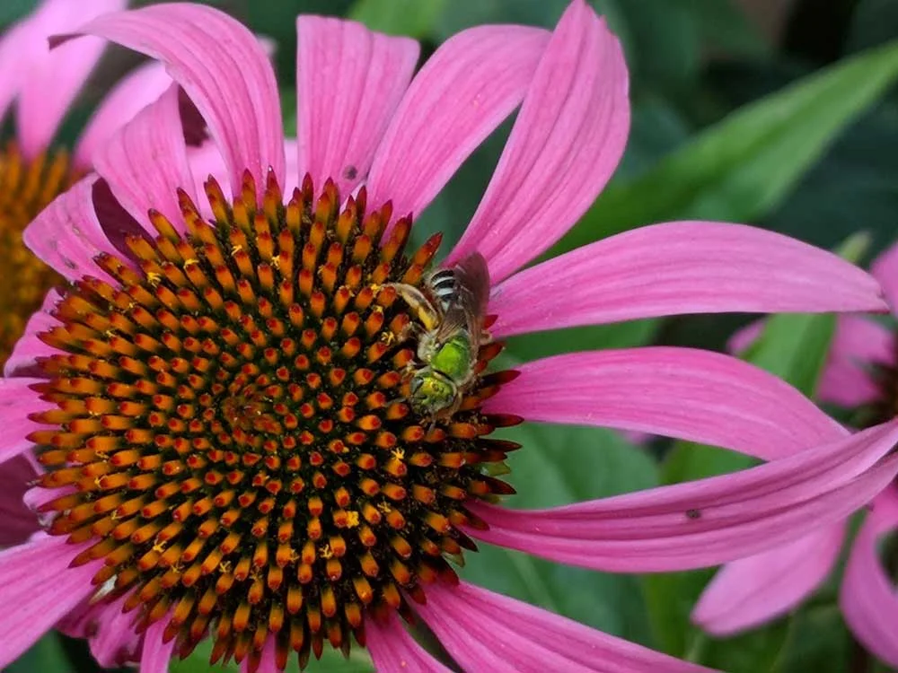 2018-07-11_echinacea-sweat-bee_opt.jpg